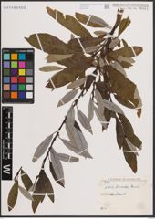 Foto von Salix discolor Muhl.